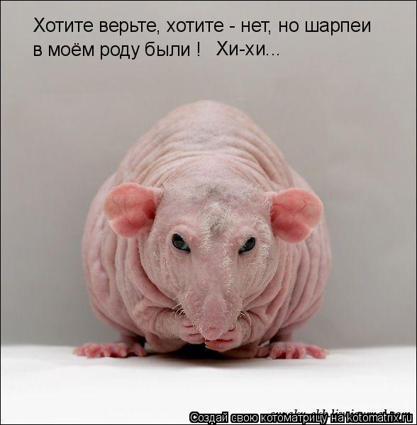Котоматрица: Хотите верьте, хотите - нет, но шарпеи  в моём роду были ! Хи-хи...