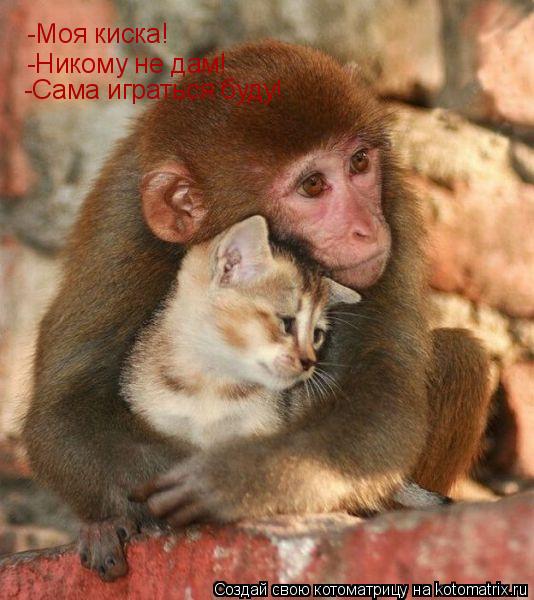 Котоматрица: -Моя киска! -Никому не дам! -Сама играться буду!