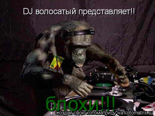 Котоматрица: DJ волосатый представляет!! блохи!!!