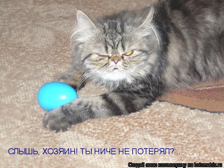 СЛЫШЬ, ХОЗЯИН! ТЫ НИЧЕ НЕ ПОТЕРЯЛ?...... Котоматрица: СЛЫШЬ, ХОЗЯИН! ТЫ НИЧЕ НЕ ПОТЕРЯЛ?...