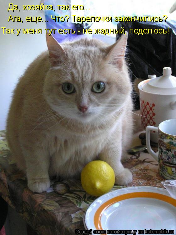 Котоматрица: Да, хозяйка, так его... Ага, еще... Что? Тарелочки закончились? Так у меня тут есть - не жадный, поделюсь!