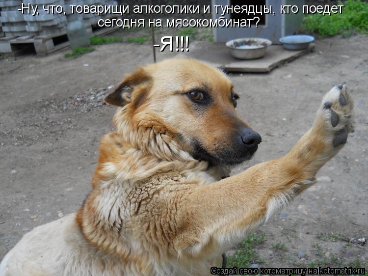 -Ну, что, товарищи алкоголики и тунеядцы, кто поедет сегодня на мясокомбинат? -Я!!!... Котоматрица: -Ну, что, товарищи алкоголики и тунеядцы, кто поедет сегодня на мясокомбинат? -Я!!!