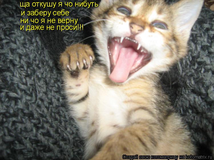 и заберу себе ни чо я не верну ща откушу я чо нибуть и даже не проси!!!... Котоматрица: и заберу себе ни чо я не верну ща откушу я чо нибуть и даже не проси!!!