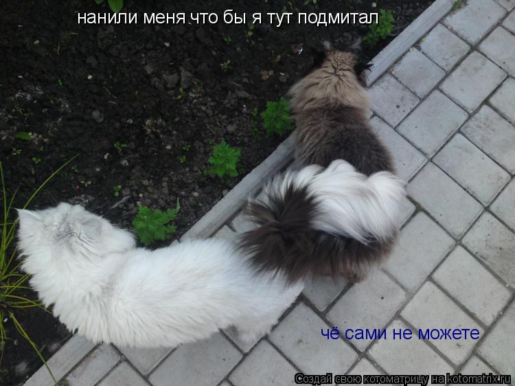 нанили меня что бы я тут подмитал чё сами не можете... Котоматрица: нанили меня что бы я тут подмитал чё сами не можете