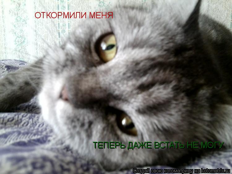 ОТКОРМИЛИ МЕНЯ ТЕПЕРЬ ДАЖЕ ВСТАТЬ НЕ МОГУ... Котоматрица: ОТКОРМИЛИ МЕНЯ ТЕПЕРЬ ДАЖЕ ВСТАТЬ НЕ МОГУ