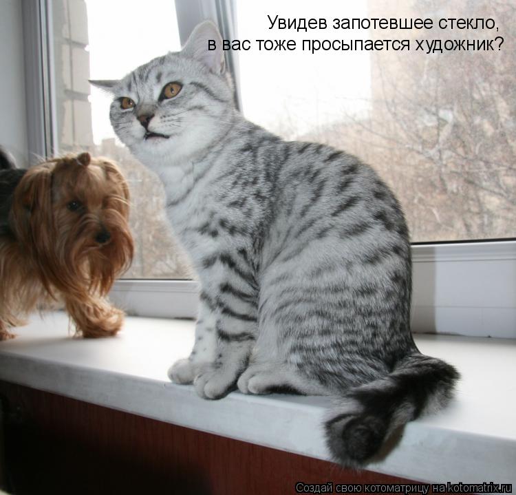 Увидев запотевшее стекло, в вас тоже просыпается художник?... Котоматрица: Увидев запотевшее стекло, в вас тоже просыпается художник?