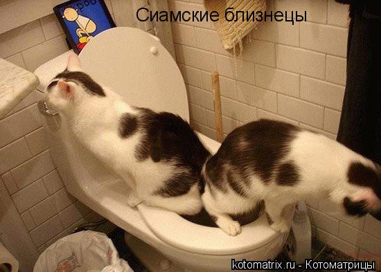 Сиамские близнецы... Котоматрица: Сиамские близнецы