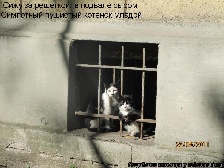 Сижу за решеткой, в подвале сыром Симпотный пушистый котенок младой... Котоматрица: Сижу за решеткой, в подвале сыром Симпотный пушистый котенок младой