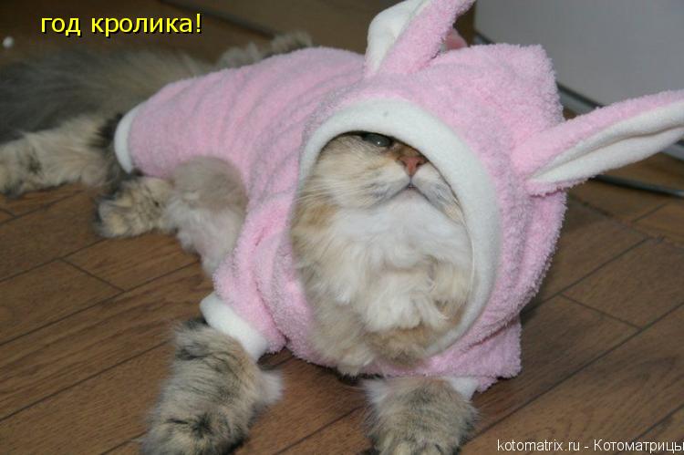 год кролика!... Котоматрица: год кролика!