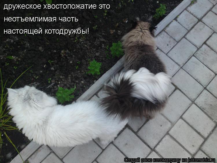 неотъемлимая часть настоящей котодружбы! дружеское хвостопожатие это... Котоматрица: неотъемлимая часть настоящей котодружбы! дружеское хвостопожатие это