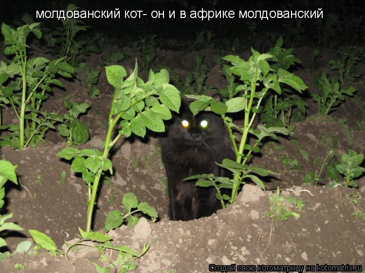 Котоматрица: молдованский кот- он и в африке молдованский