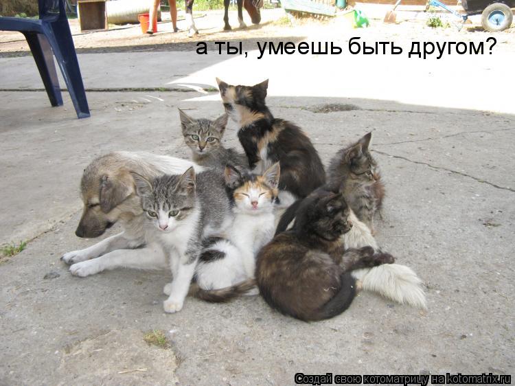 Котоматрица: а ты, умеешь быть другом?