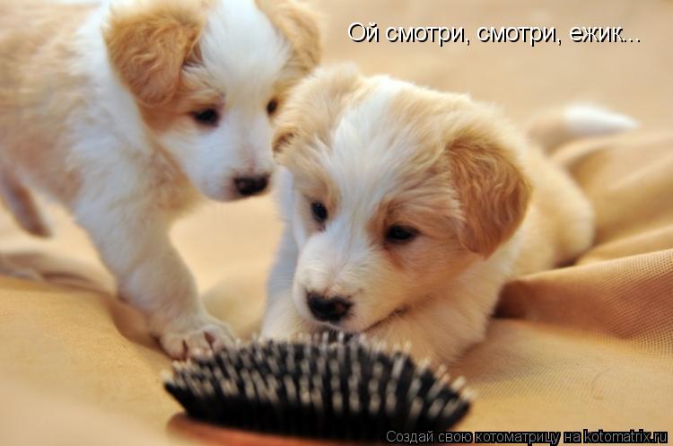 Котоматрица: Ой смотри, смотри, ежик...