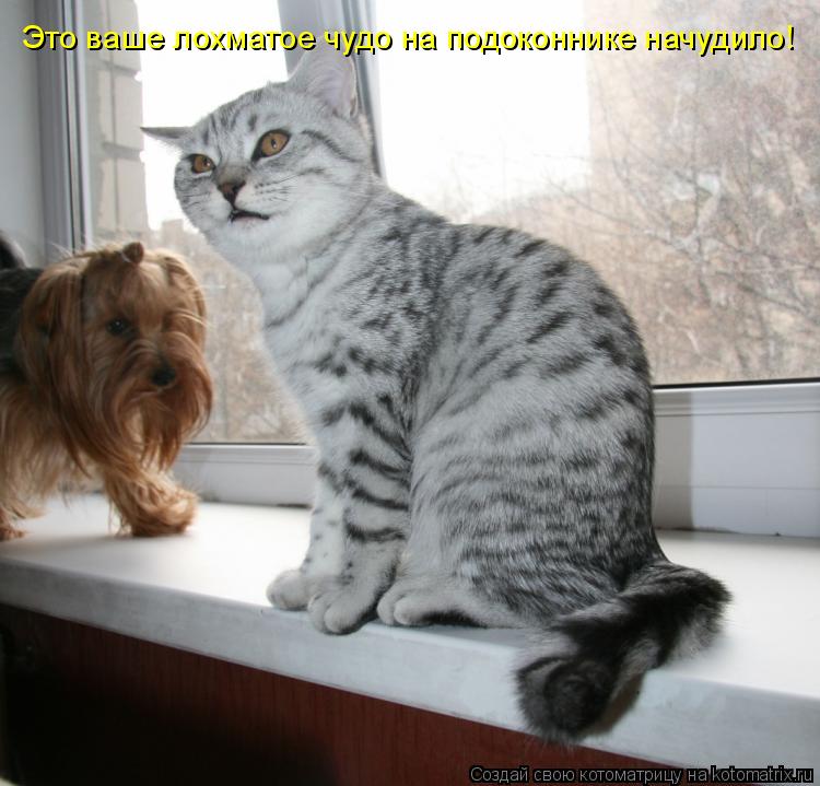 Котоматрица: Это ваше лохматое чудо на подоконнике начудило!