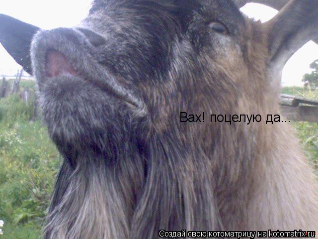 Котоматрица: Вах! поцелую да...