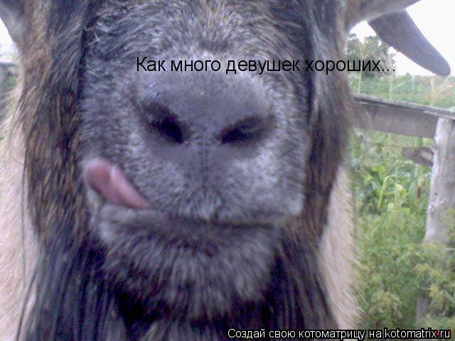 Котоматрица: Как много девушек хороших...
