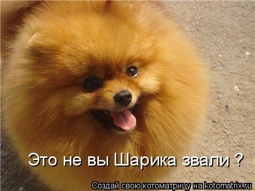 Котоматрица: Это не вы Шарика звали ?