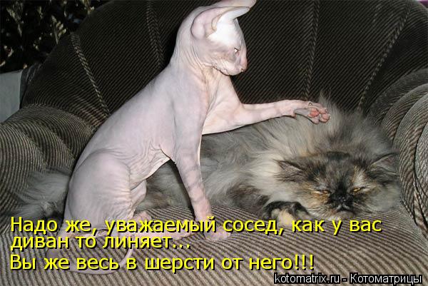 Котоматрица: Надо же, уважаемый сосед, как у вас диван то линяет... Вы же весь в шерсти от него!!!