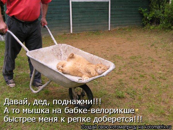 Давай, дед, поднажми!!! А то мышка на бабке-велорикше быстрее меня к репке доберется!!!... Котоматрица: Давай, дед, поднажми!!! А то мышка на бабке-велорикше быстрее меня к репке доберется!!!