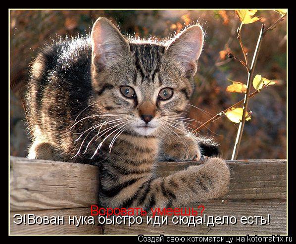 Э!Вован нука быстро иди сюда!дело есть! Воровать умеешь?... Котоматрица: Э!Вован нука быстро иди сюда!дело есть! Воровать умеешь?