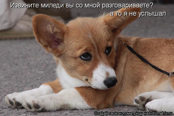 Извините миледи вы со мной разговариваете? а то я не услышал... Котоматрица: Извините миледи вы со мной разговариваете? а то я не услышал