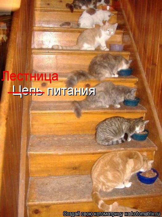 Цепь питания _____ Лестница... Котоматрица: Цепь питания _____ Лестница