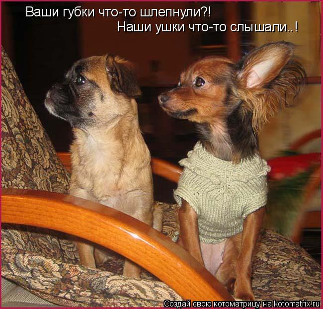 Ваши губки что-то шлепнули?! Наши ушки что-то слышали..!... Котоматрица: Ваши губки что-то шлепнули?! Наши ушки что-то слышали..!