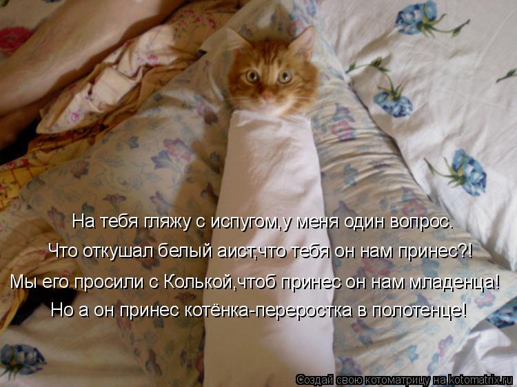 Котоматрица: На тебя гляжу с испугом,у меня один вопрос. Что откушал белый аист,что тебя он нам принес?! Мы его просили с Колькой,чтоб принес он нам младен