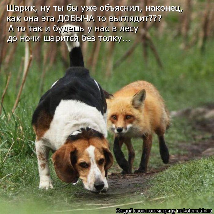Шарик, ну ты бы уже объяснил, наконец, как она эта ДОБЫЧА то выглядит??? А то так и будешь у нас в ле... Котоматрица: Шарик, ну ты бы уже объяснил, наконец, как она эта ДОБЫЧА то выглядит??? А то так и будешь у нас в лесу до ночи шарится без толку...