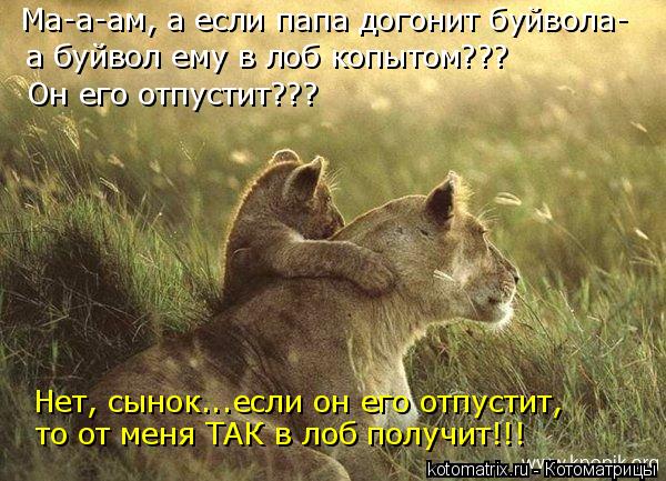 Ма-а-ам, а если папа догонит буйвола- а буйвол ему в лоб копытом??? Он его отпустит??? Нет, сынок...е... Котоматрица: Ма-а-ам, а если папа догонит буйвола- а буйвол ему в лоб копытом??? Он его отпустит??? Нет, сынок...если он его отпустит, то от меня ТАК в лоб получ