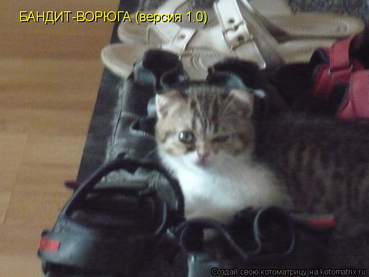 БАНДИТ-ВОРЮГА (версия 1.0)... Котоматрица: БАНДИТ-ВОРЮГА (версия 1.0)