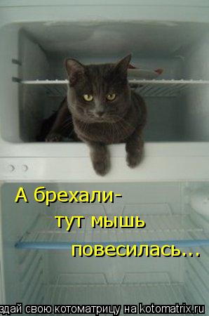 А брехали- тут мышь повесилась... А брехали- тут мышь повесилась... повесилась...... Котоматрица: А брехали- тут мышь повесилась... А брехали- тут мышь повесилась... повесилась...