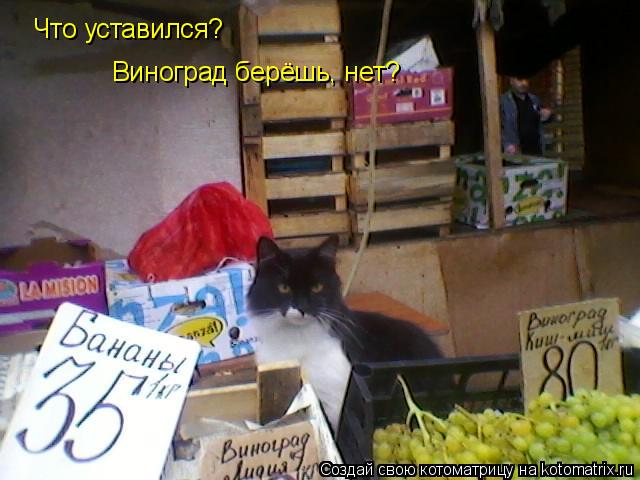 Котоматрица: Что уставился?  Виноград берёшь, нет?