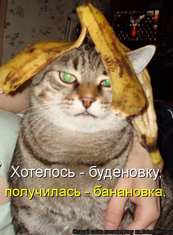 Котоматрица: Хотелось - буденовку, получилась - банановка.
