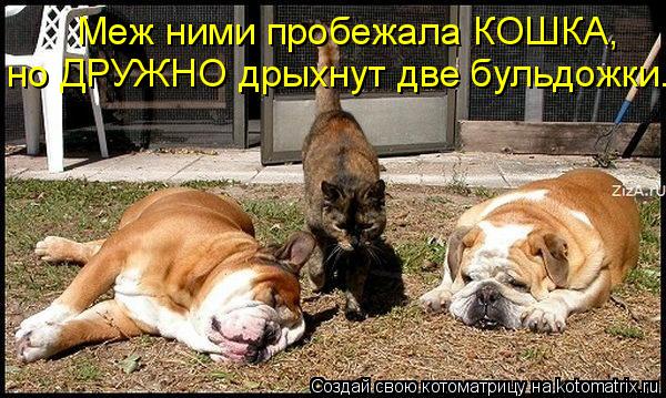 Котоматрица: но ДРУЖНО дрыхнут две бульдожки. Меж ними пробежала КОШКА,