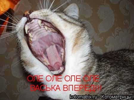 Котоматрица: ОЛЕ ОЛЕ ОЛЕ ОЛЕ  ВАСЬКА ВПЕРЕД!!!