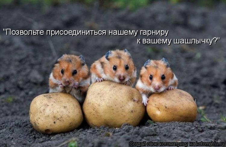 Котоматрица: "Позвольте присоединиться нашему гарниру к вашему шашлычку?"