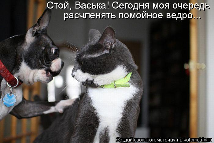 Котоматрица: Стой, Васька! Сегодня моя очередь  расчленять помойное ведро...