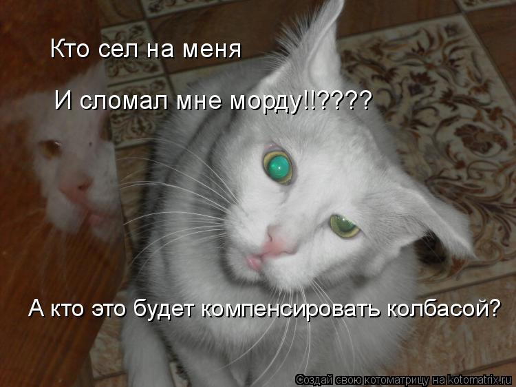 Котоматрица: Кто сел на меня И сломал мне морду!!???? А кто это будет компенсировать колбасой?