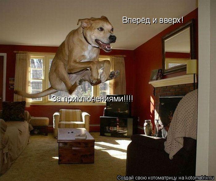 Котоматрица: Вперёд и вверх! За приключениями!!!!