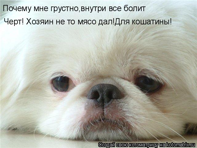 Котоматрица: Почему мне грустно,внутри все болит Черт! Хозяин не то мясо дал!Для кошатины!