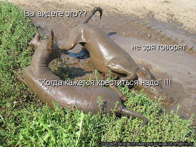 Котоматрица: Вы видете это?? не зря говорят  "Когда кажется креститься надо" !!!