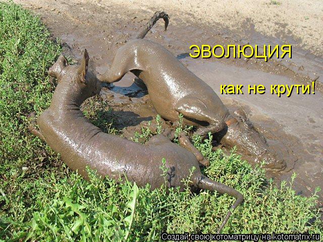 Котоматрица: ЭВОЛЮЦИЯ как не крути!