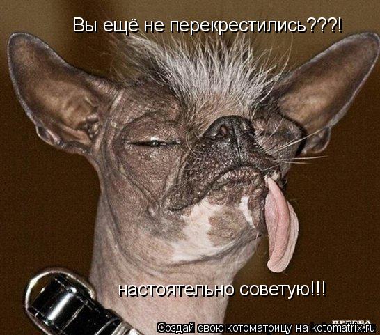 Котоматрица: Вы ещё не перекрестились???! настоятельно советую!!!