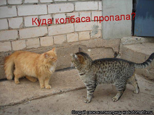 Котоматрица: Куда колбаса пропала?