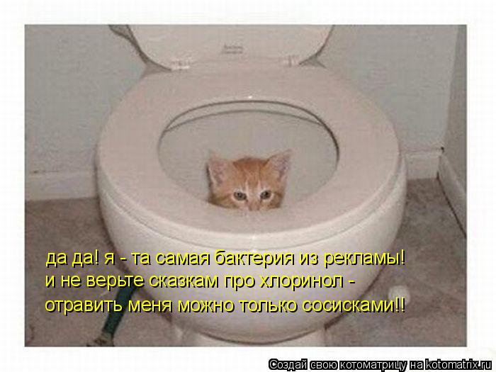 Котоматрица: да да! я - та самая бактерия из рекламы! и не верьте сказкам про хлоринол -  отравить меня можно только сосисками!!