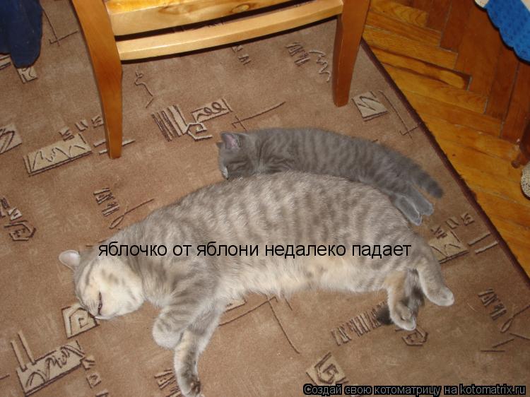Котоматрица: яблочко от яблони недалеко падает