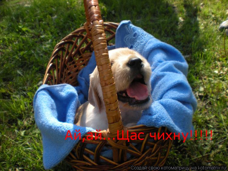 Котоматрица: Ай,ай...Щас чихну!!!!!