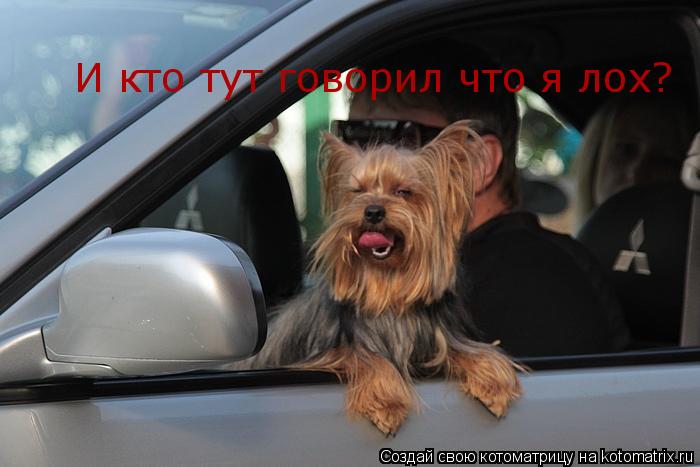 Котоматрица: И кто тут говорил что я лох?