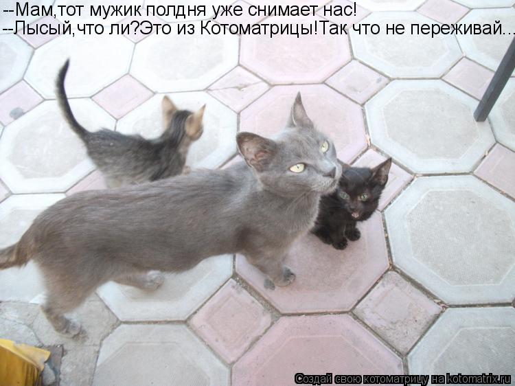 Котоматрица: --Мам,тот мужик полдня уже снимает нас! --Лысый,что ли?Это из Котоматрицы!Так что не переживай...